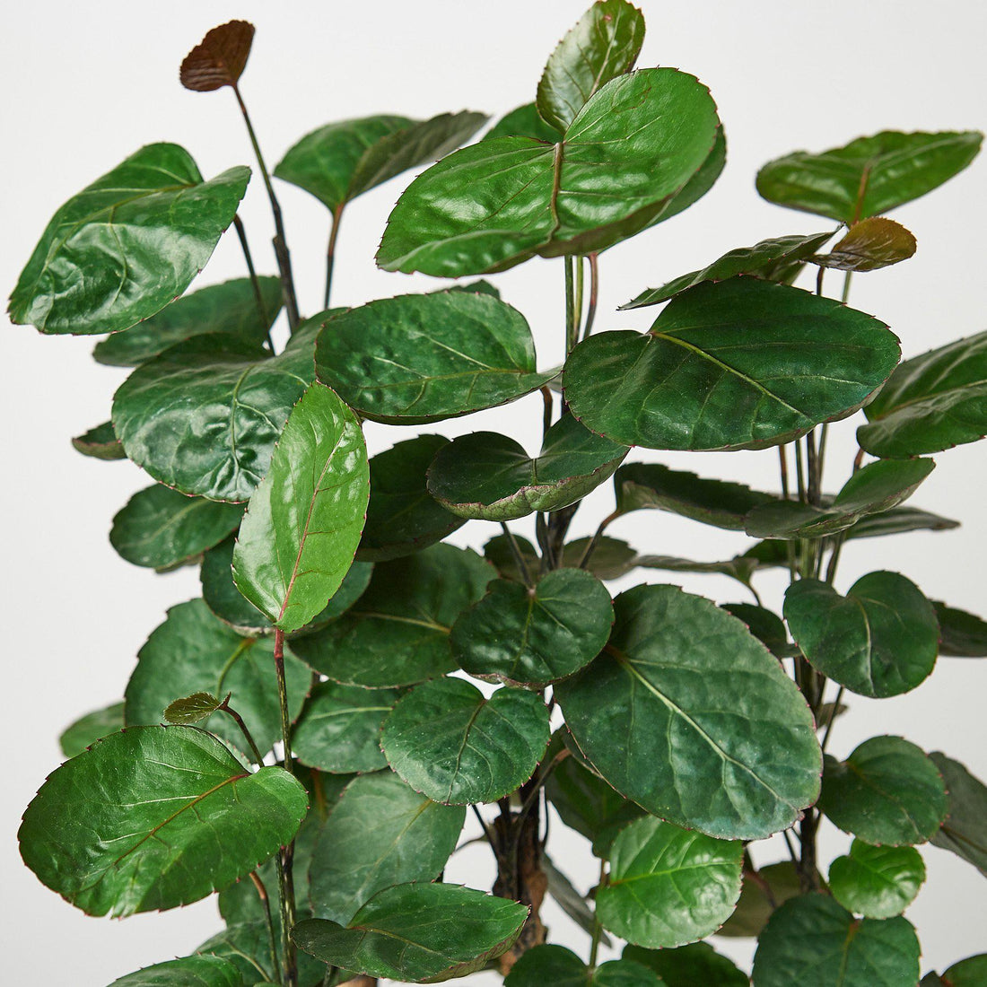 Aralia Fabian Stump &