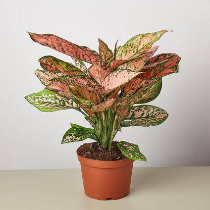 Chinese Evergreen &