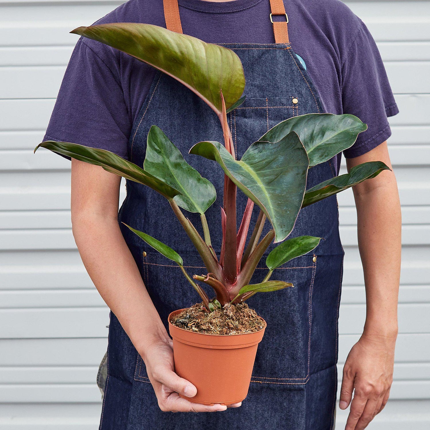Philodendron &