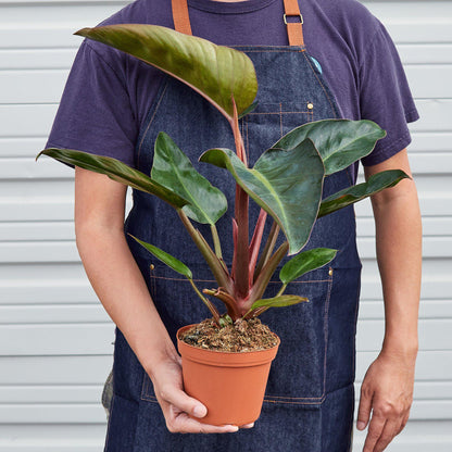 Philodendron &