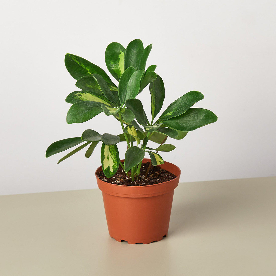 Schefflera &