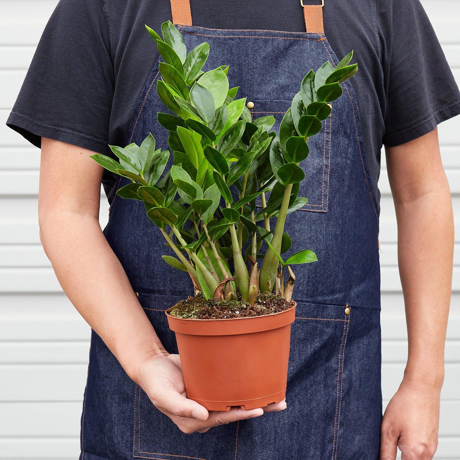 Zamioculcas Zamiifolia &