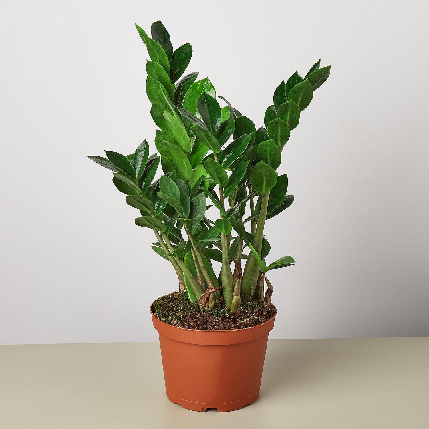 Zamioculcas Zamiifolia &