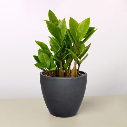 Zamioculcas Zamiifolia &
