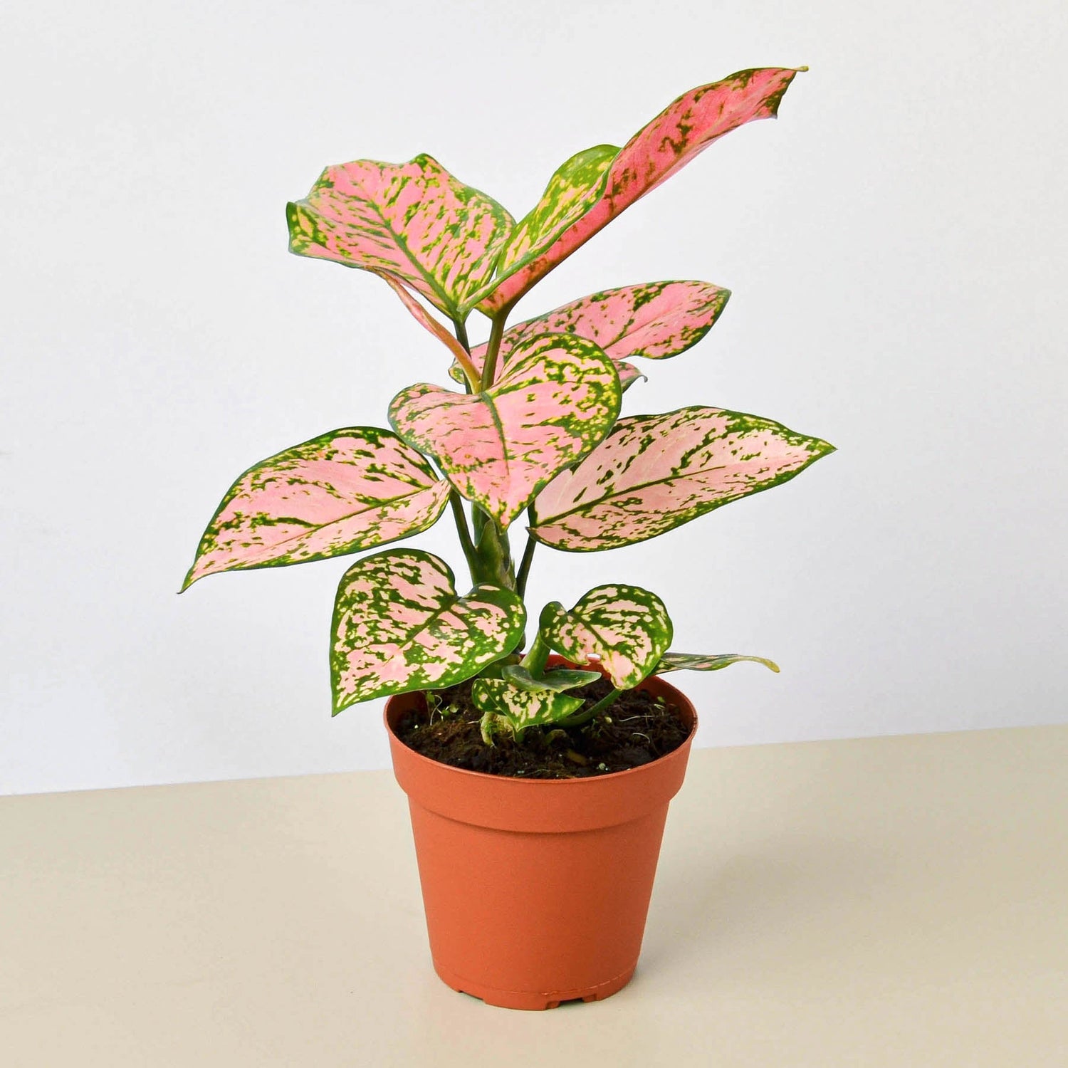 Chinese Evergreen &
