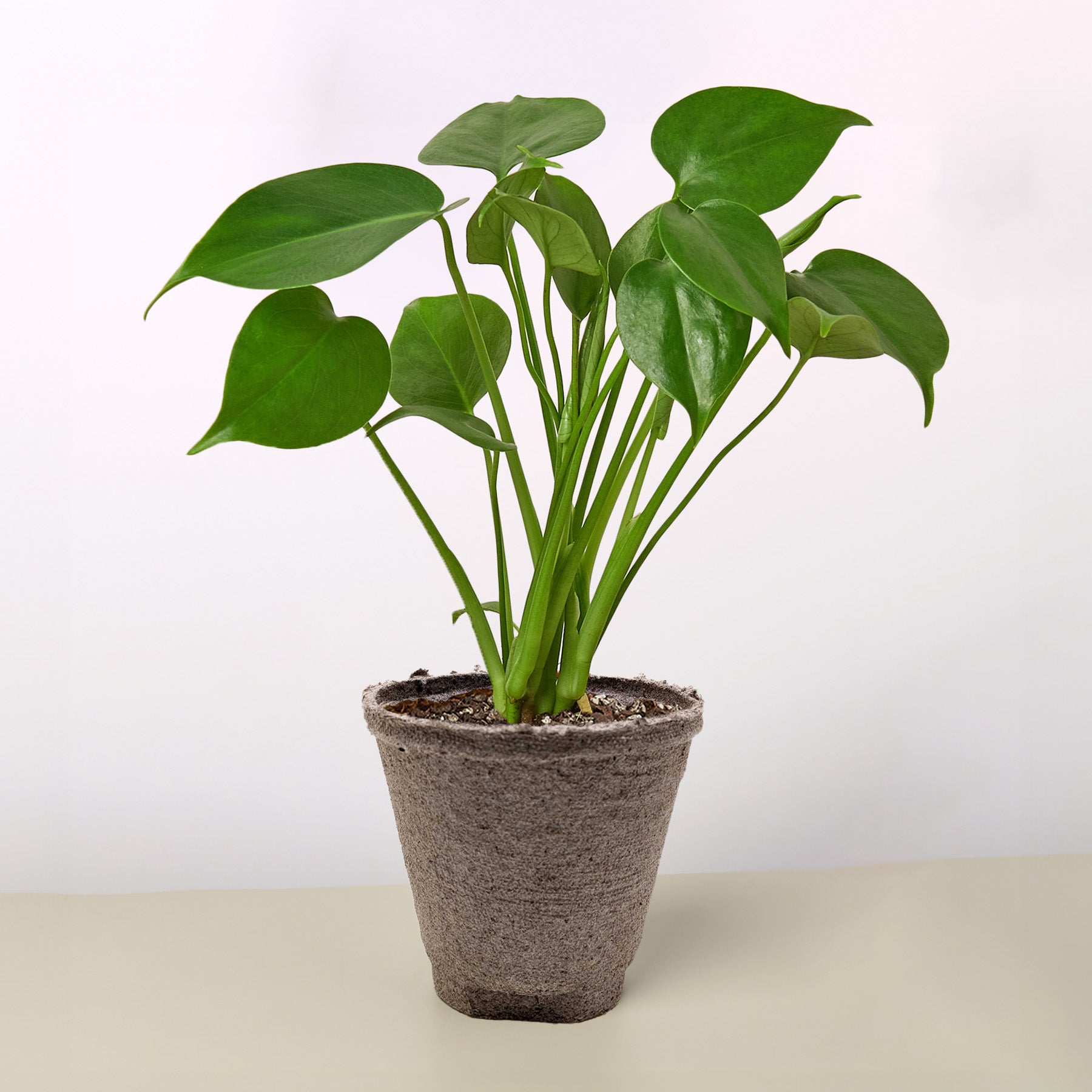 Monstera &