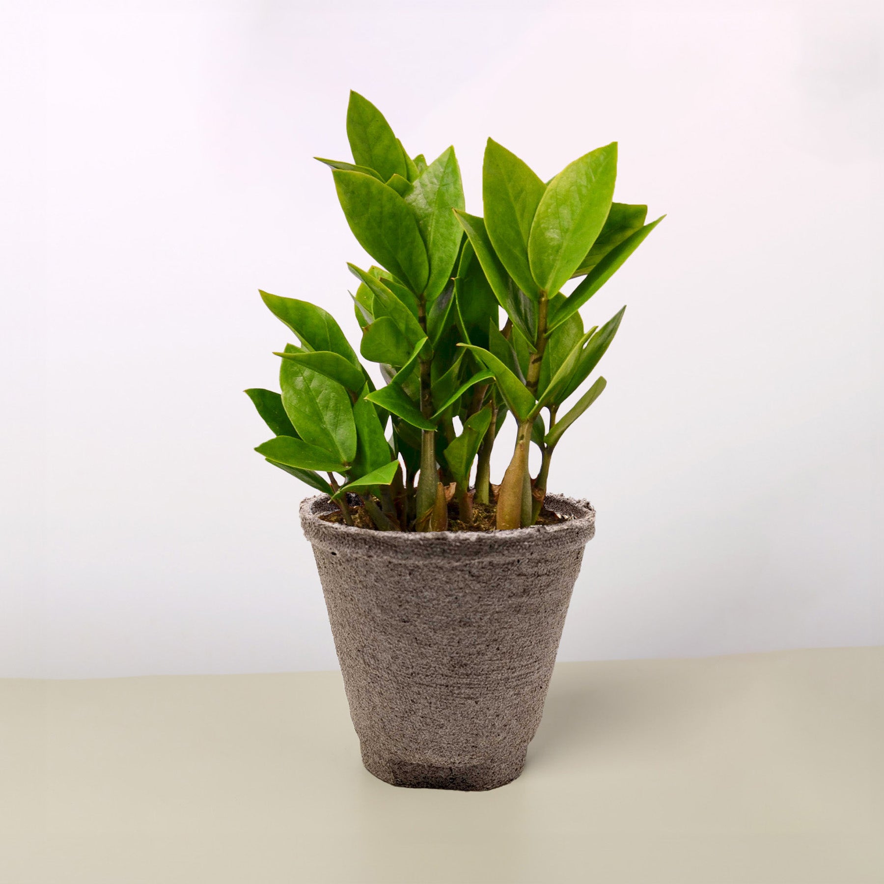 Zamioculcas Zamiifolia &