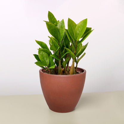 Zamioculcas Zamiifolia &