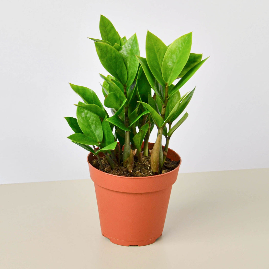 Zamioculcas Zamiifolia &