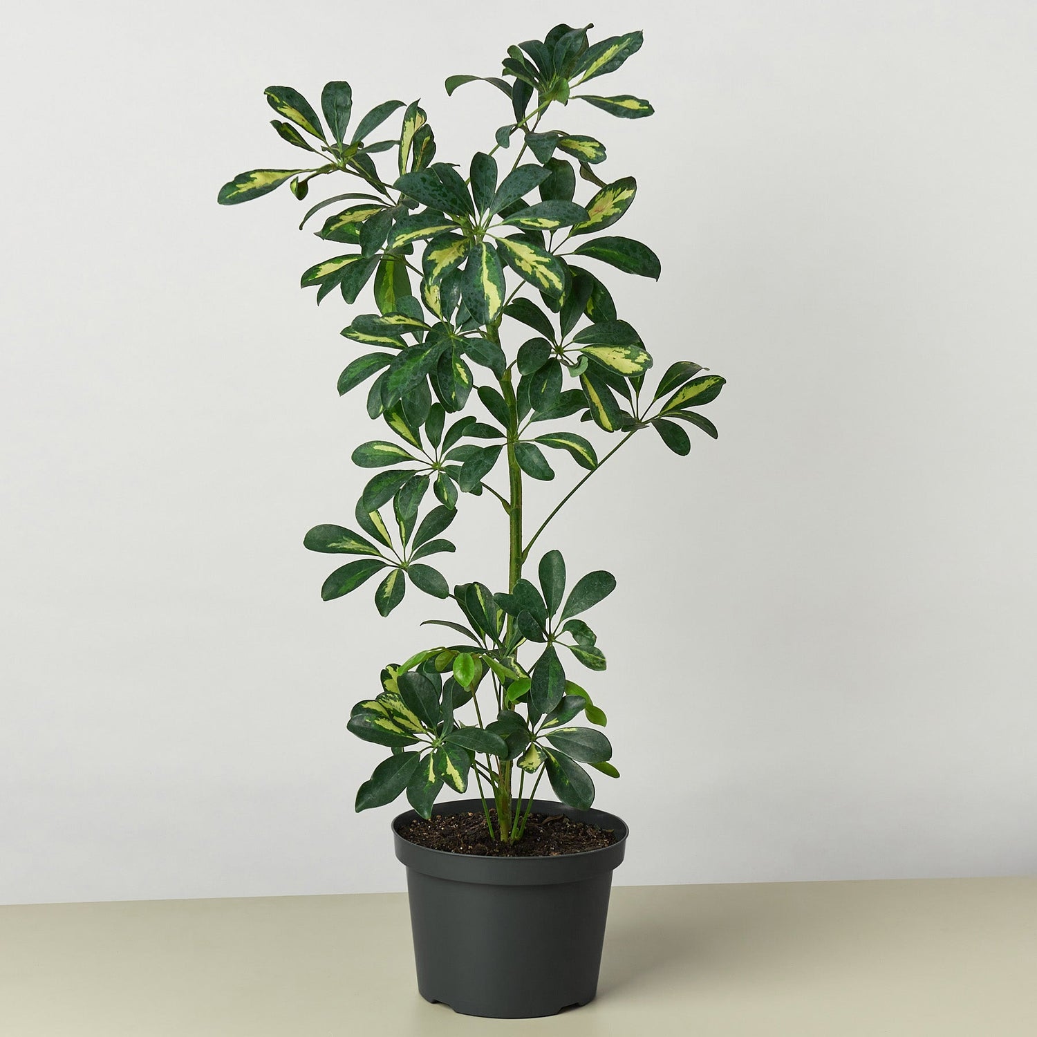 Schefflera &