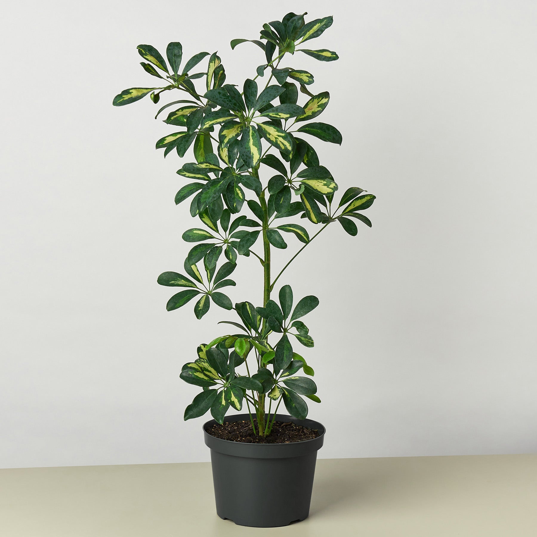 Schefflera &