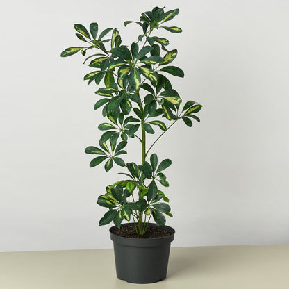 Schefflera &