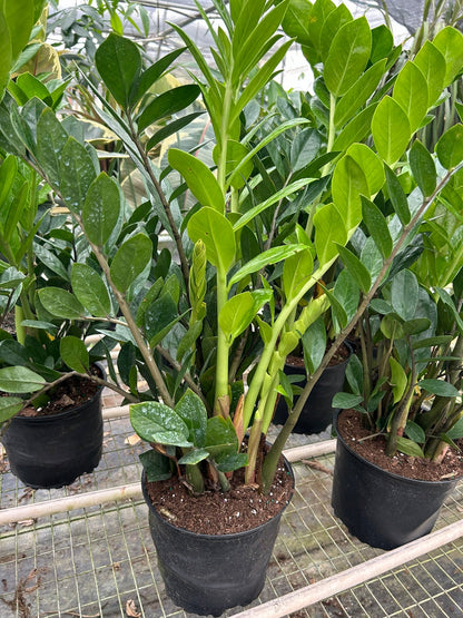 Zamioculcas Zamiifolia &
