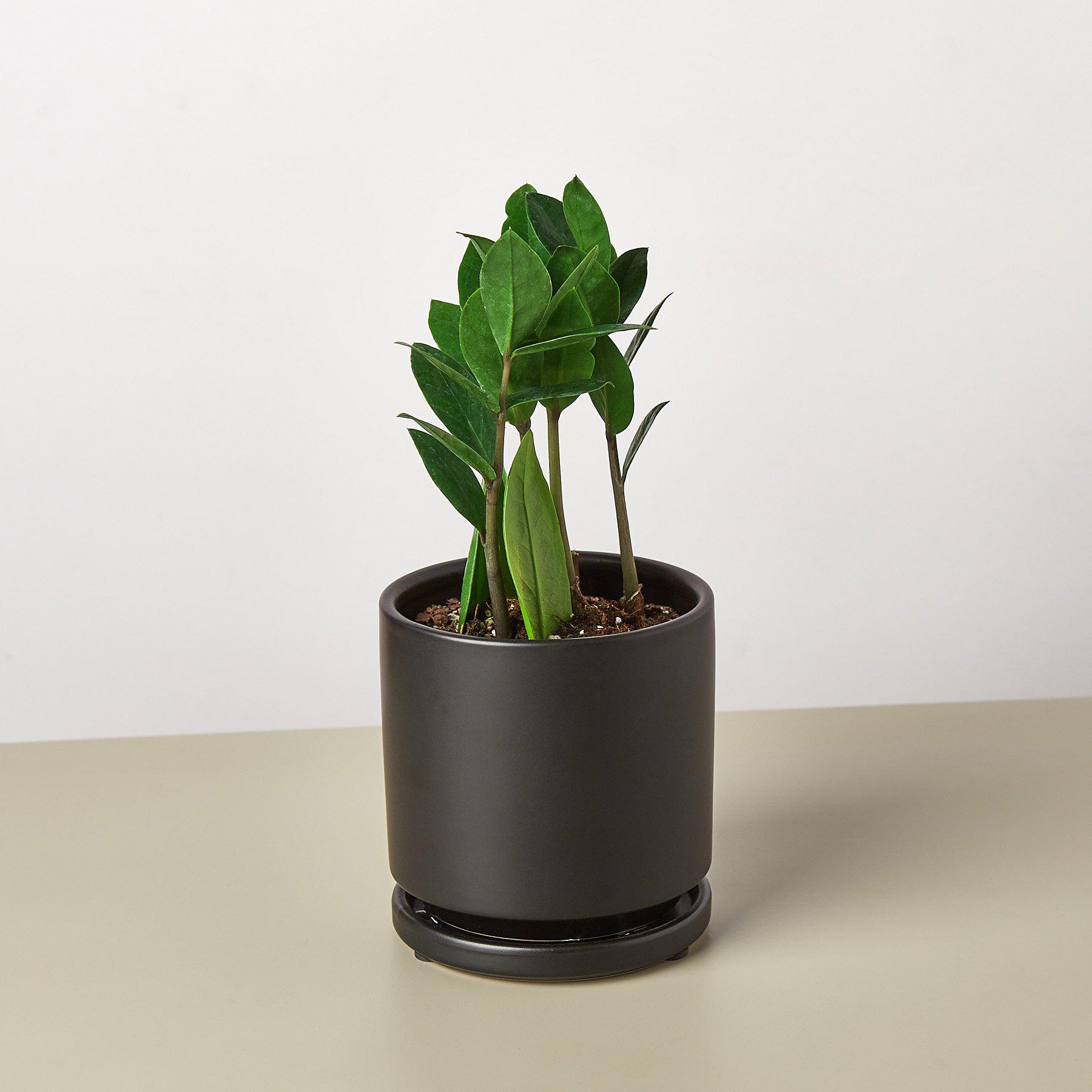 Zamioculcas Zamiifolia &