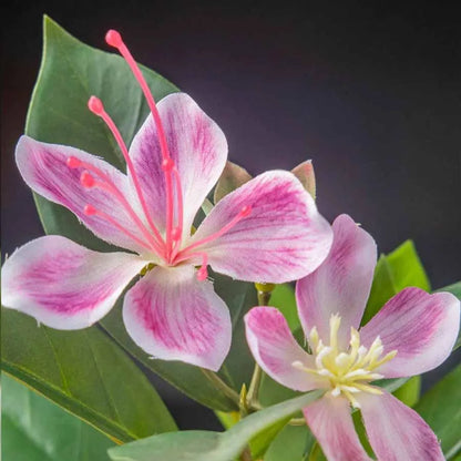 Large Artificial Ficus &amp; Fiddle Leaf Tree – 80/120cm Faux Banyan Plant for Home &amp; Garden Décor