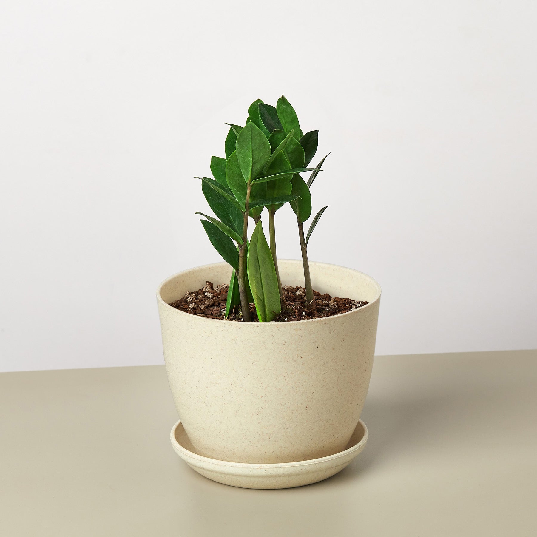 Zamioculcas Zamiifolia &