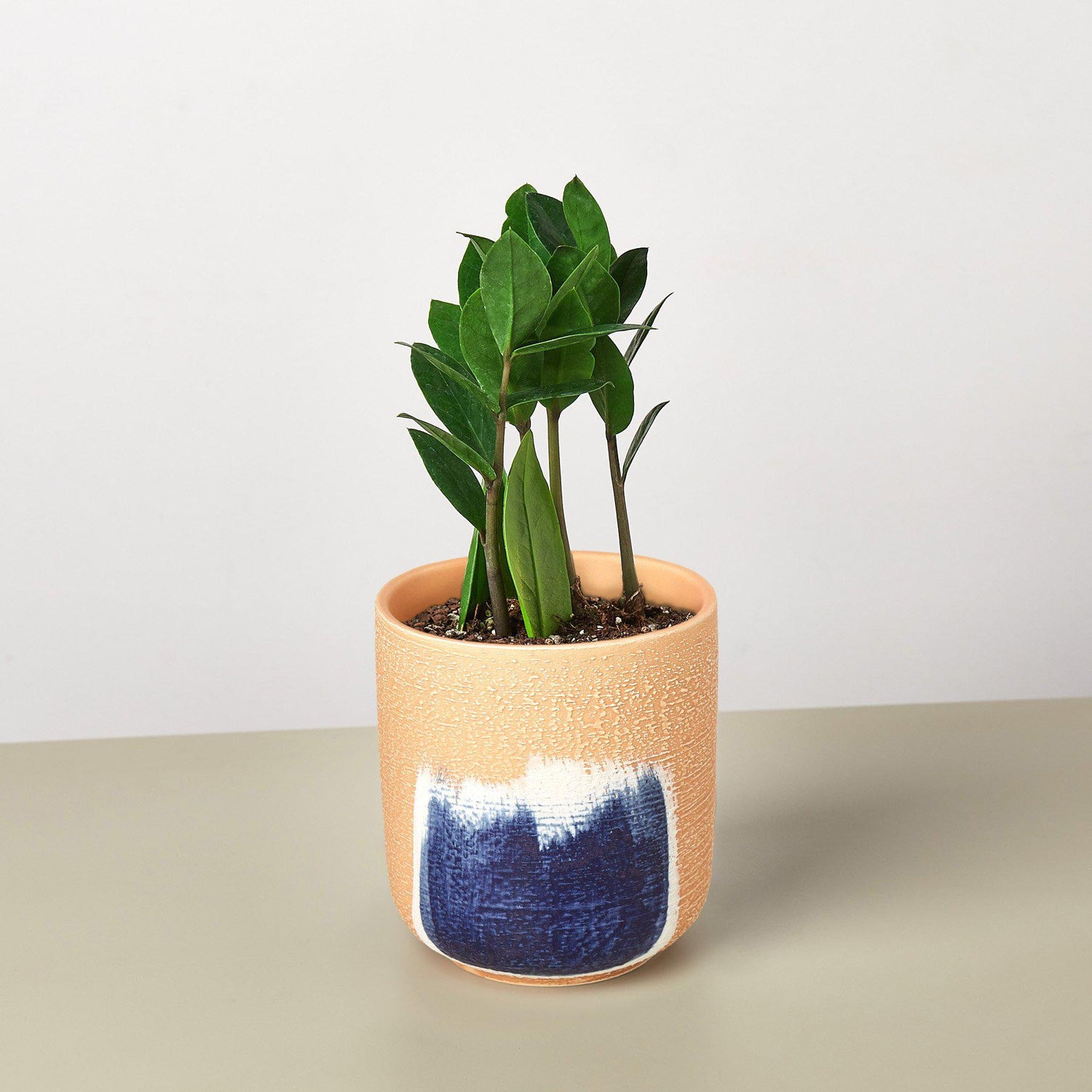 Zamioculcas Zamiifolia &