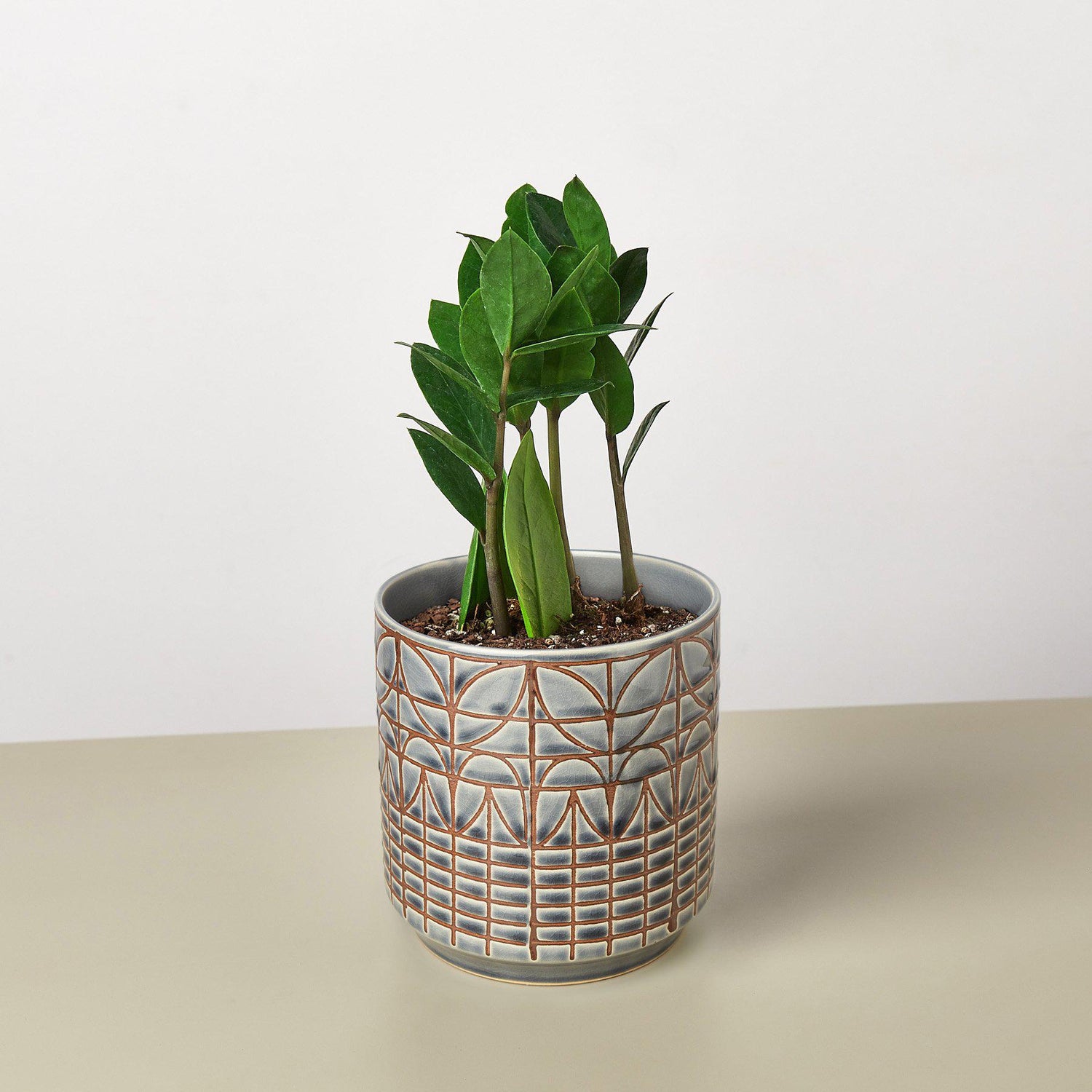 Zamioculcas Zamiifolia &