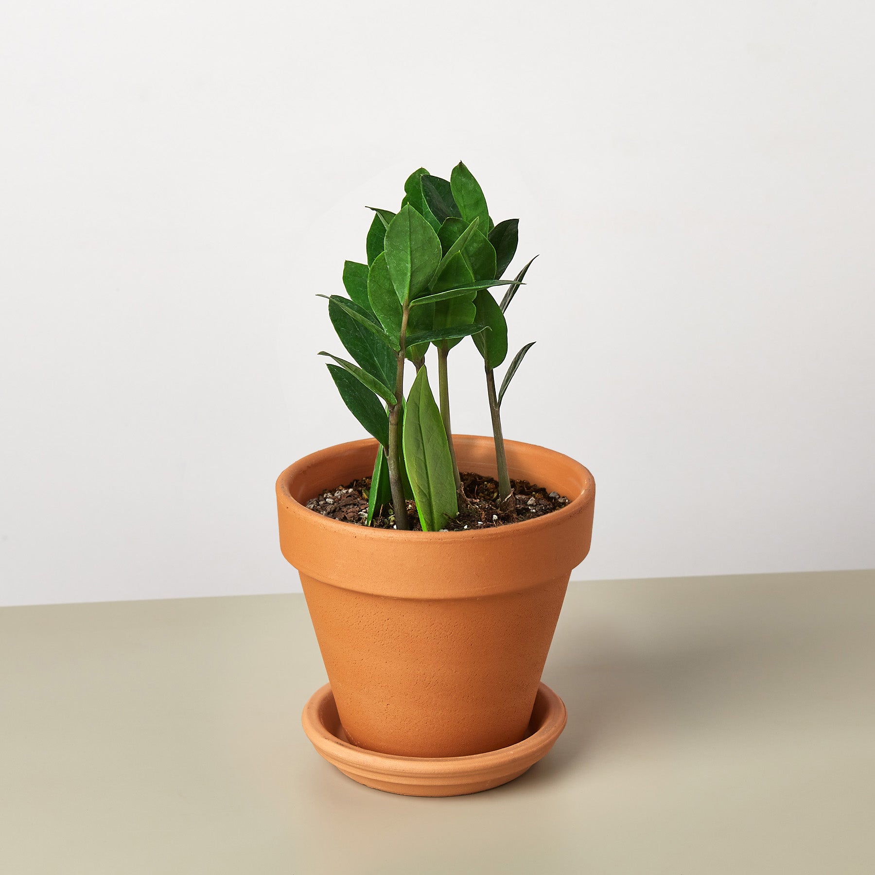 Zamioculcas Zamiifolia &